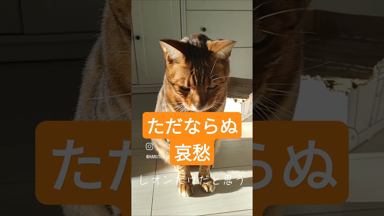 哀愁がありすぎるベンガルネコ