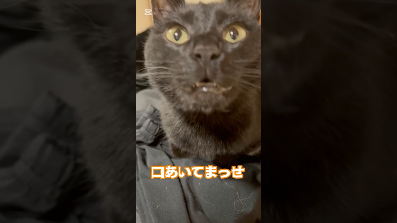 一人相撲！　#shorts #cat #ねこ