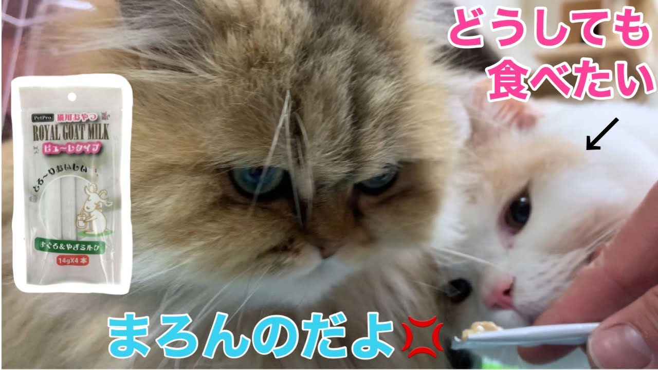 おやつの試食会をしたねこちゃんズ【ブリティッシュショートヘア、スコティッシュフォールド、ペルシャ】