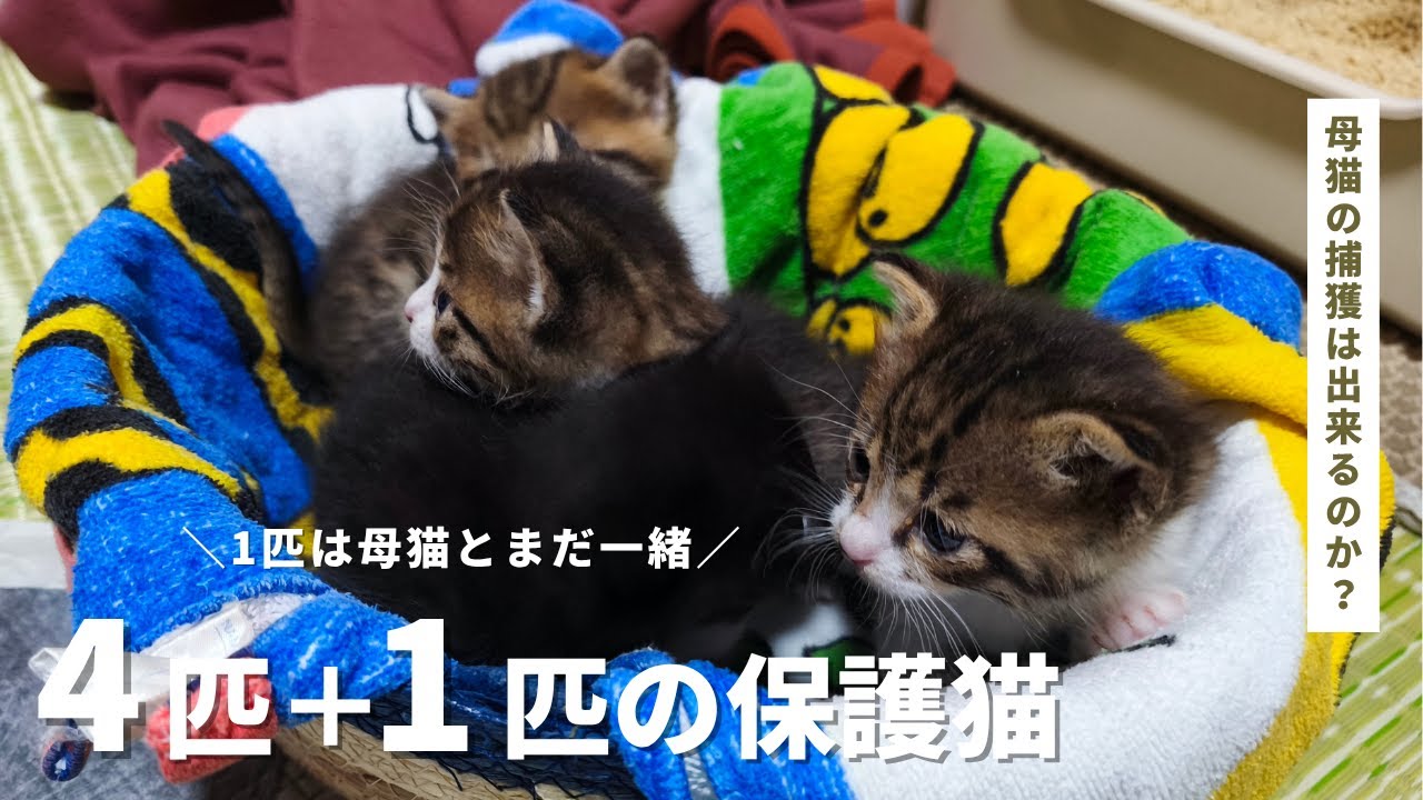 【保護猫 子猫4匹＋1匹】お店の庭隅で生まれた生後3週間の子猫を4匹保護しました。もう1匹は母猫とまだ一緒に居ます。5匹と母猫のお手伝いボランティア始めます。