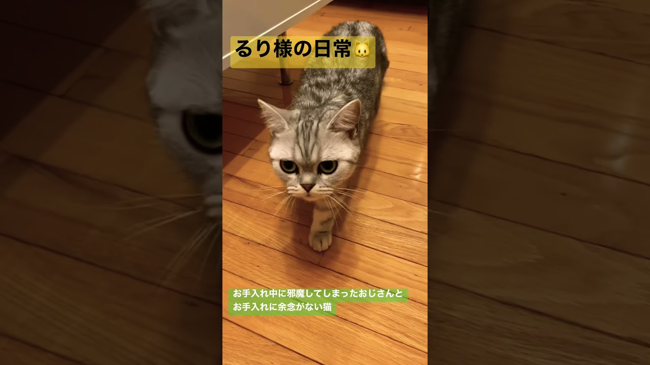お手入れ中に邪魔してしまったおじさんとお手入れに余念がない猫【マンチカン】