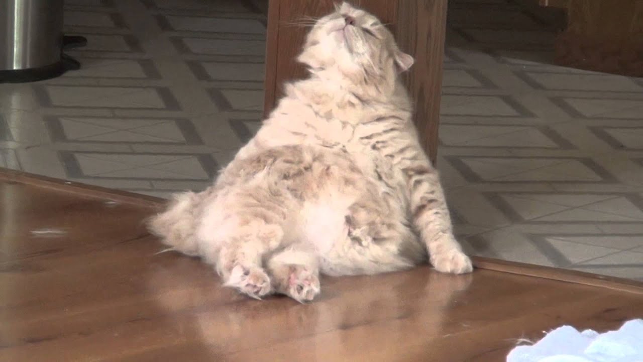 Viggo Cleaning