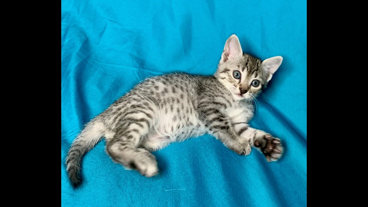 エジプシャンマウの子猫が生まれました。