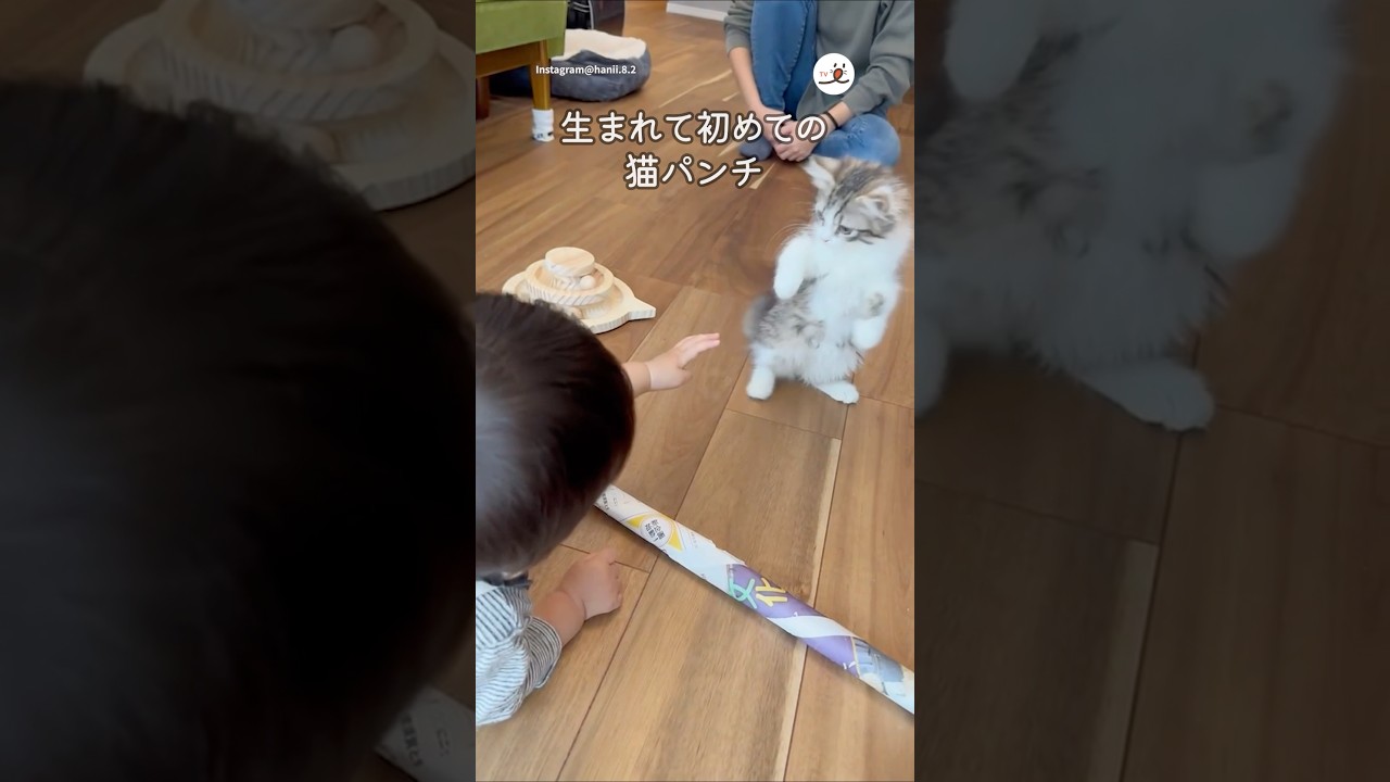 猫パンチデビューした日｜PECO