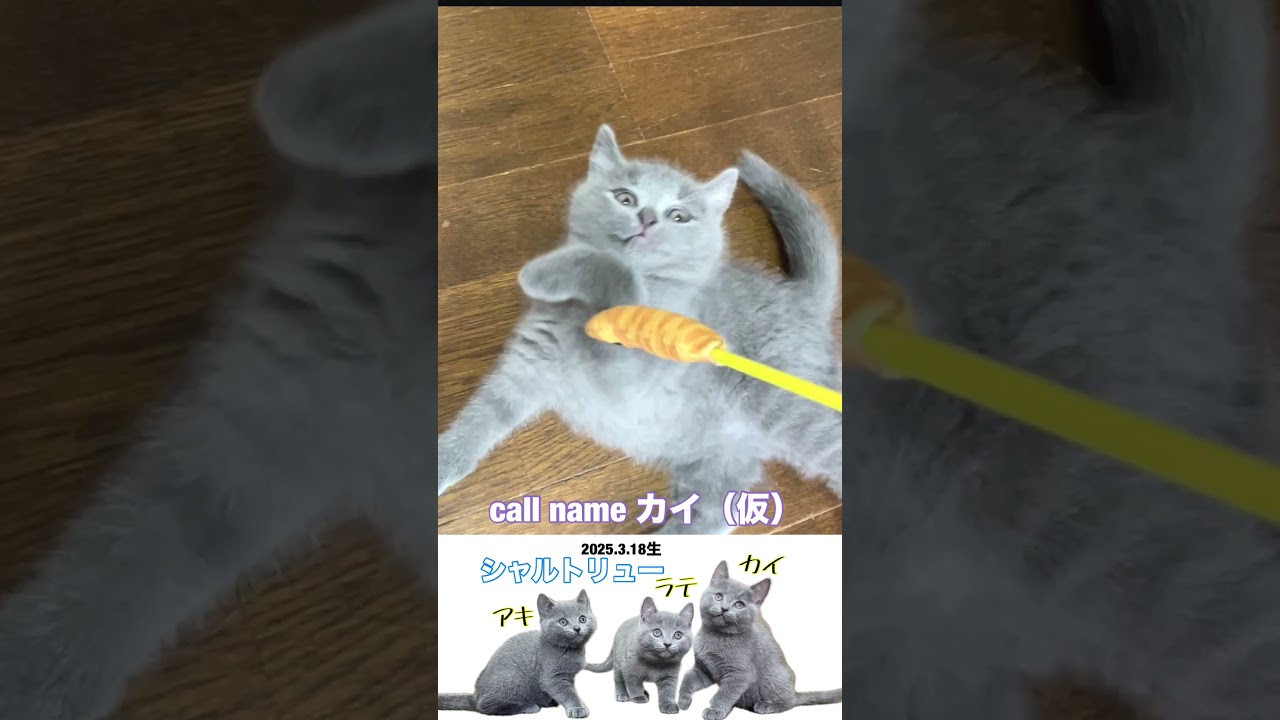 #shorts 【シャルトリュー子猫】2025.3.18生まれ男の子 カイくんのご案内  #シャルトリュー #子猫