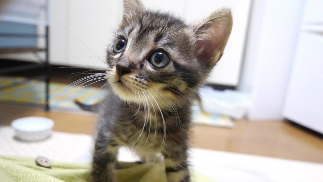 透明ボウルが大好きな子猫がボウルを巡って大暴れする【赤ちゃん猫　保護猫】