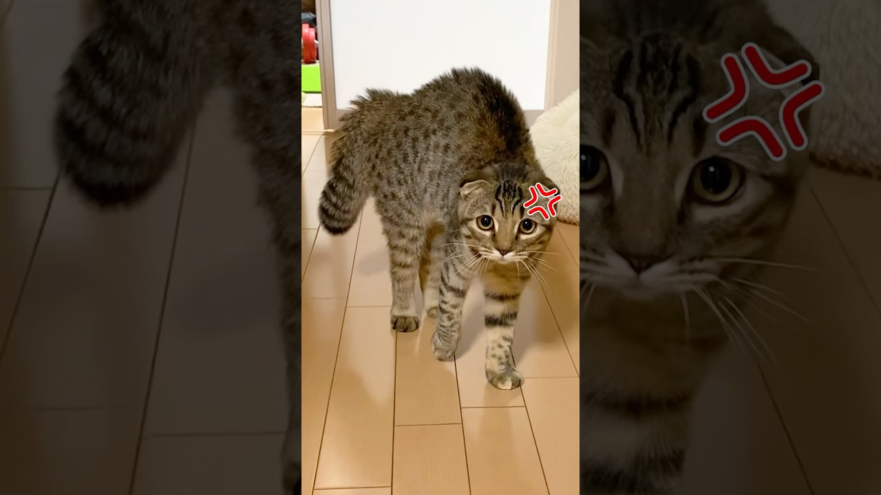 イライラにゃんず💢#猫 #cat #子猫 #猫のいる暮らし #まつたけ日和