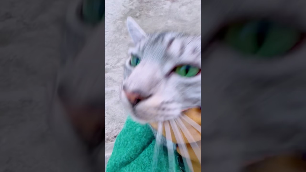 お外でも甘えん坊全開のユキオさん😻#癒し動画 #cat #cute #ねこ #猫のいる暮らし #ocicat #散歩する猫