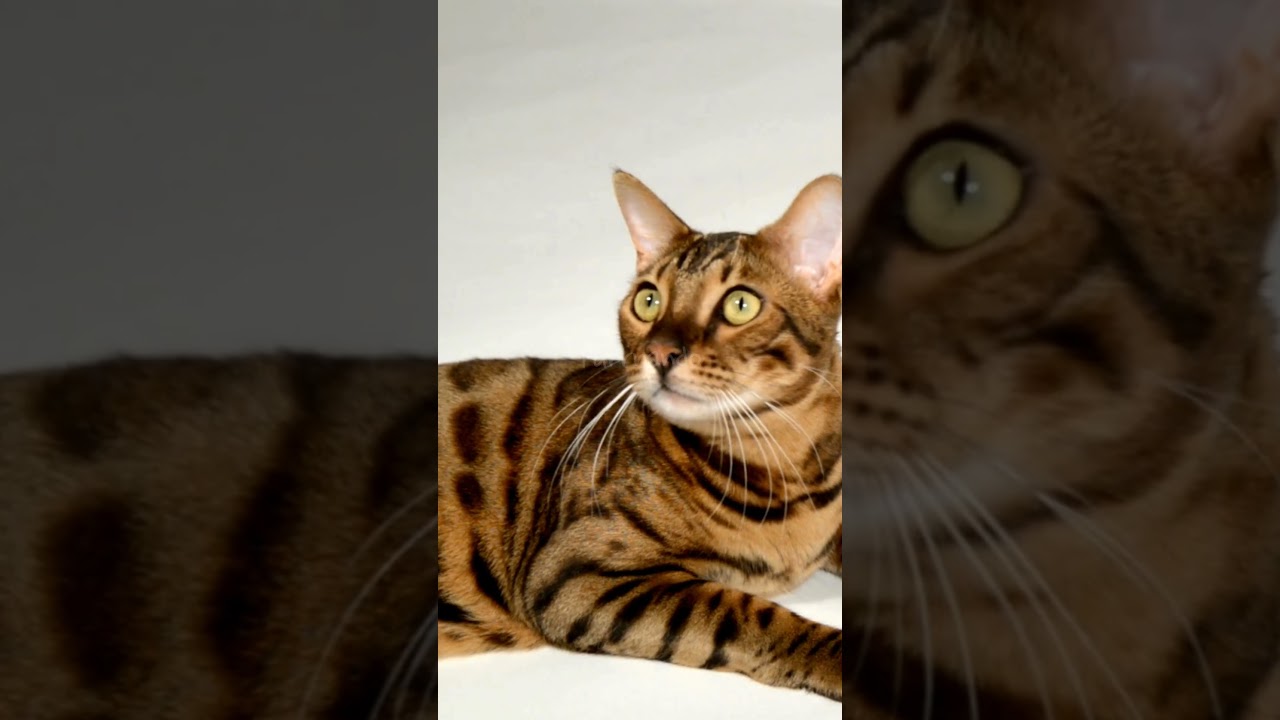 5 Most Intelligent Cat Breeds 🧠🐱