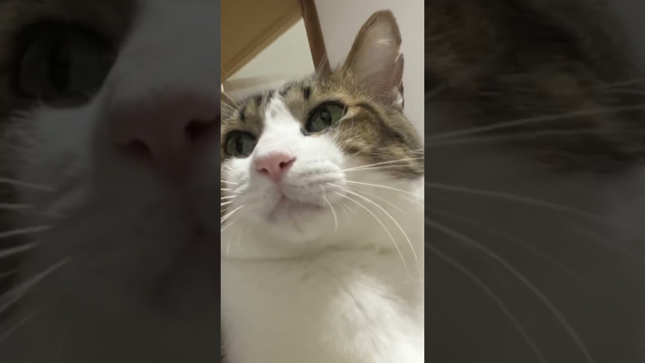 名前呼ばれてお返事に失敗する猫 #cat #猫 #ねこ #cute #animal #shorts