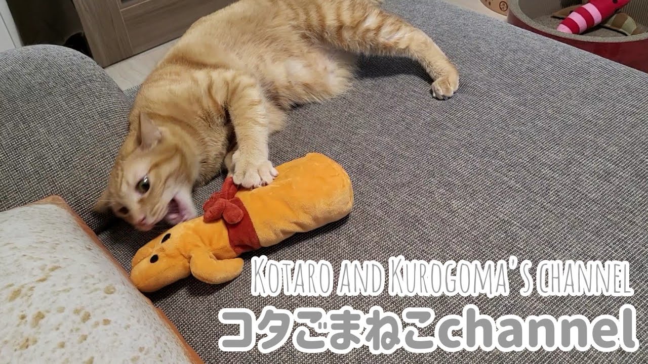 【電動けりぐるみ】新しいはにわがやってきた！【ブリティッシュショートヘア】【茶トラ】