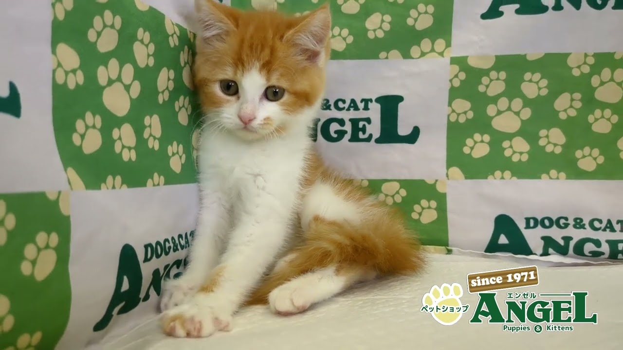 スコティッシュフォールド 2505092 【ペットショップエンゼル　子犬・子猫販売】
