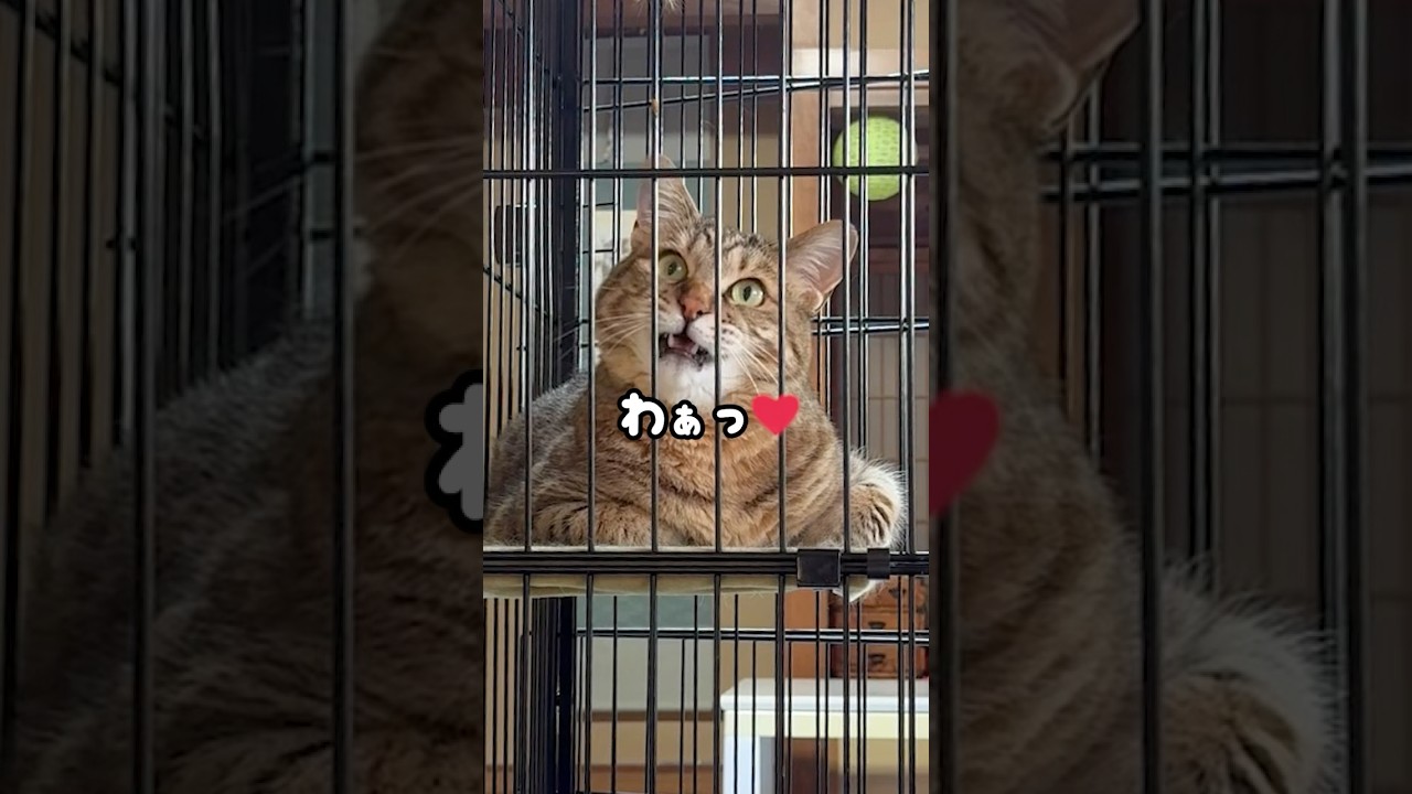 家猫歴1年半…元野良猫の鳴き声があまりにも可愛すぎる♡ #猫のいる暮らし #猫ッチョファミリー
