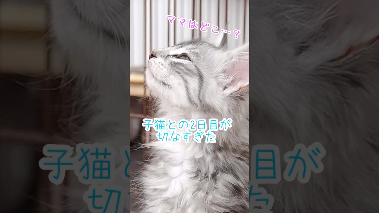「お母さんどこ…？」切ない声で鳴き続ける子猫の2日目　#子猫  #ノルウェージャンフォレストキャット  #kitten  #猫のいる暮らし  #catshorts