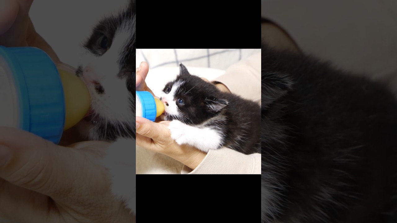ミルクを飲んだあとの子猫のお腹がパンパンすぎた。 #gatto #kitten #子ネコ #cat #meow #asmr