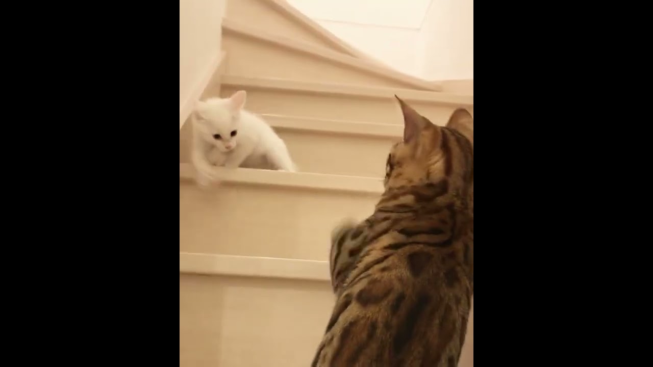 新入り猫にタジタジの猫！#cat #ねこ #shorts