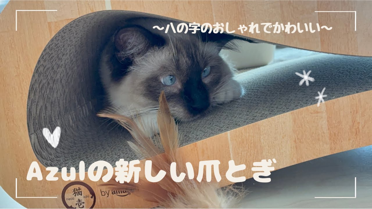 Azulの新しい爪とぎ#cat #ねこ #ラグドール #ねこのいる生活