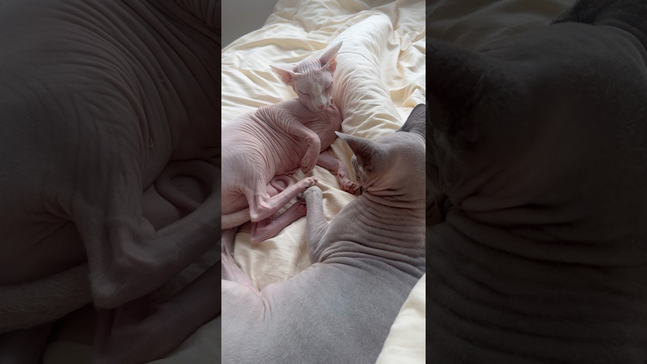 なんかちょっとだけ不機嫌な毛のない猫【スフィンクス】