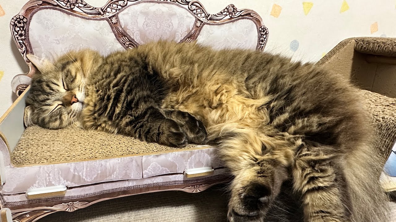 日が長くなってきました♪猫ちゃんライブ配信♪
