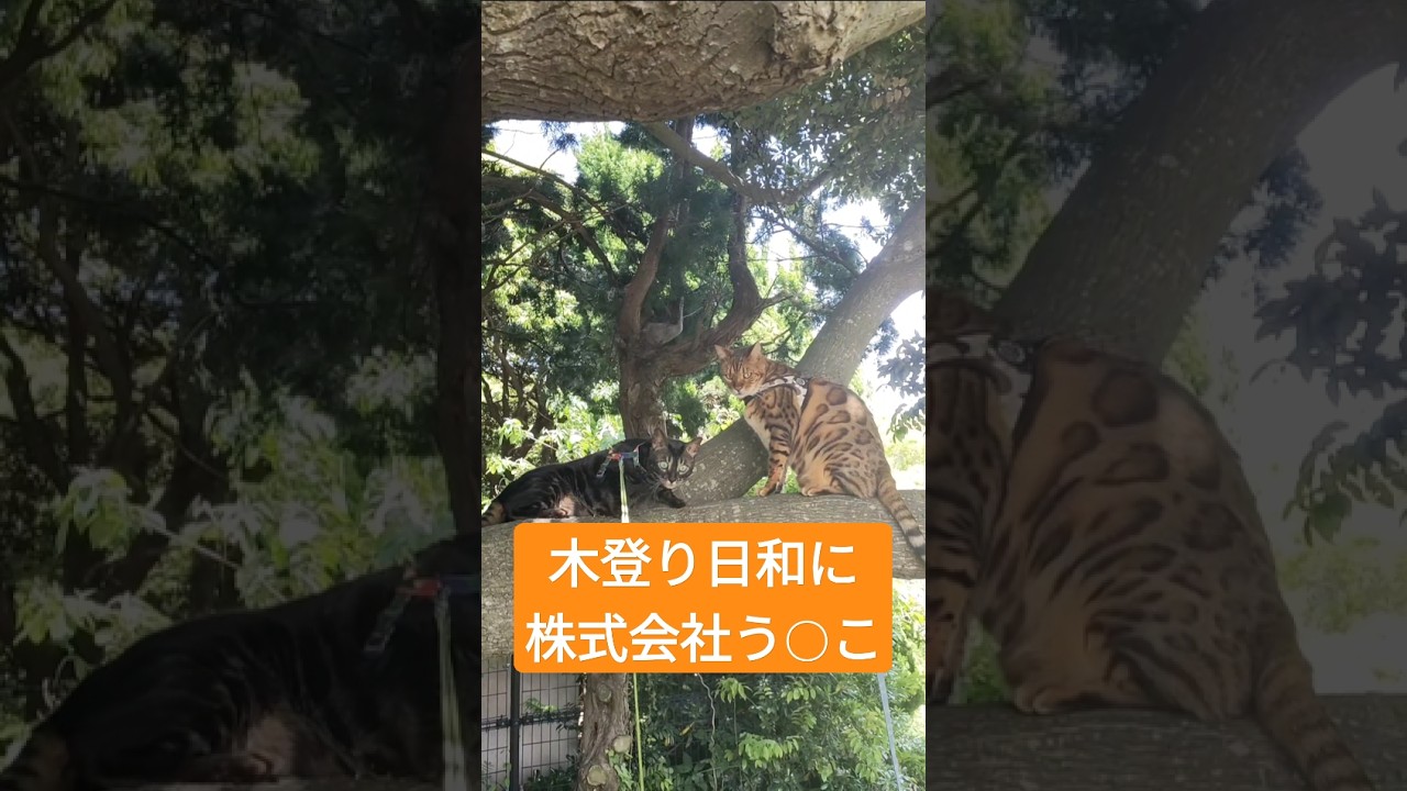 ベンガルネコは木登りが上手です。