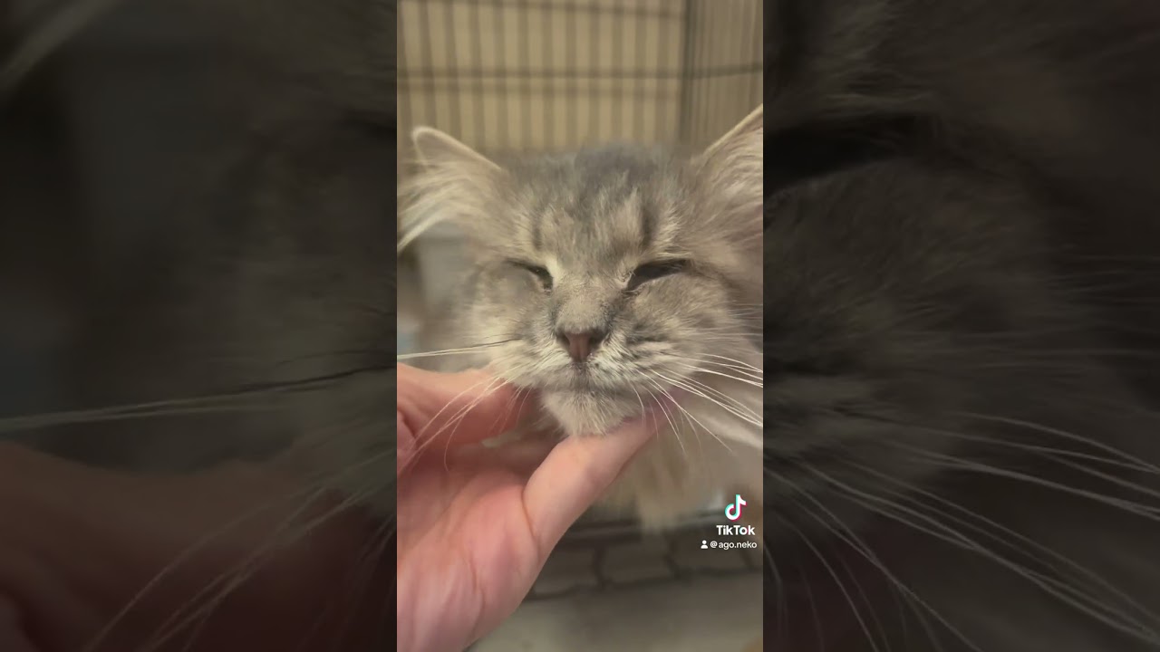 #里親募集中子猫アゴはネコ #保護猫 #猫のいる暮らし