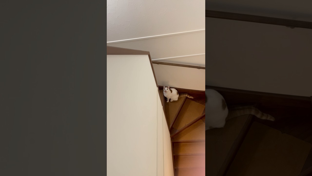 会いにきた猫 #cat #日本猫 #保護猫