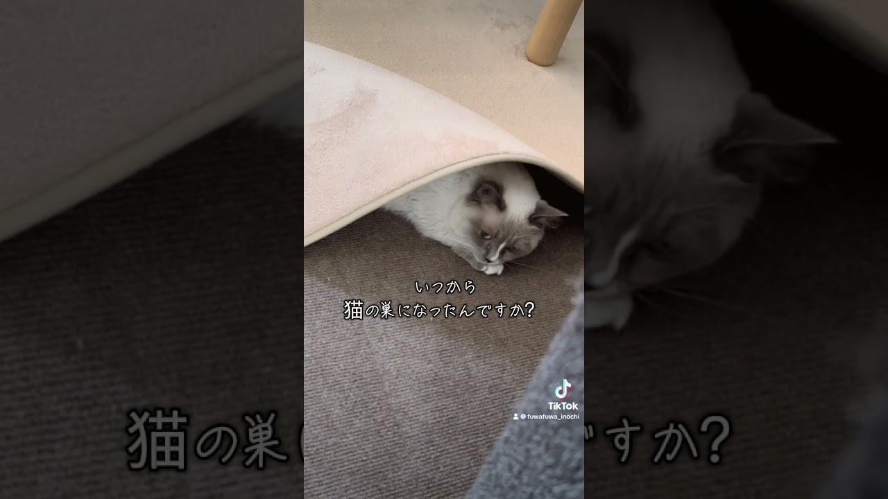 どこで寝てんのw #cat #マンチカン #猫のいる暮らし #サイベリアン #保護猫