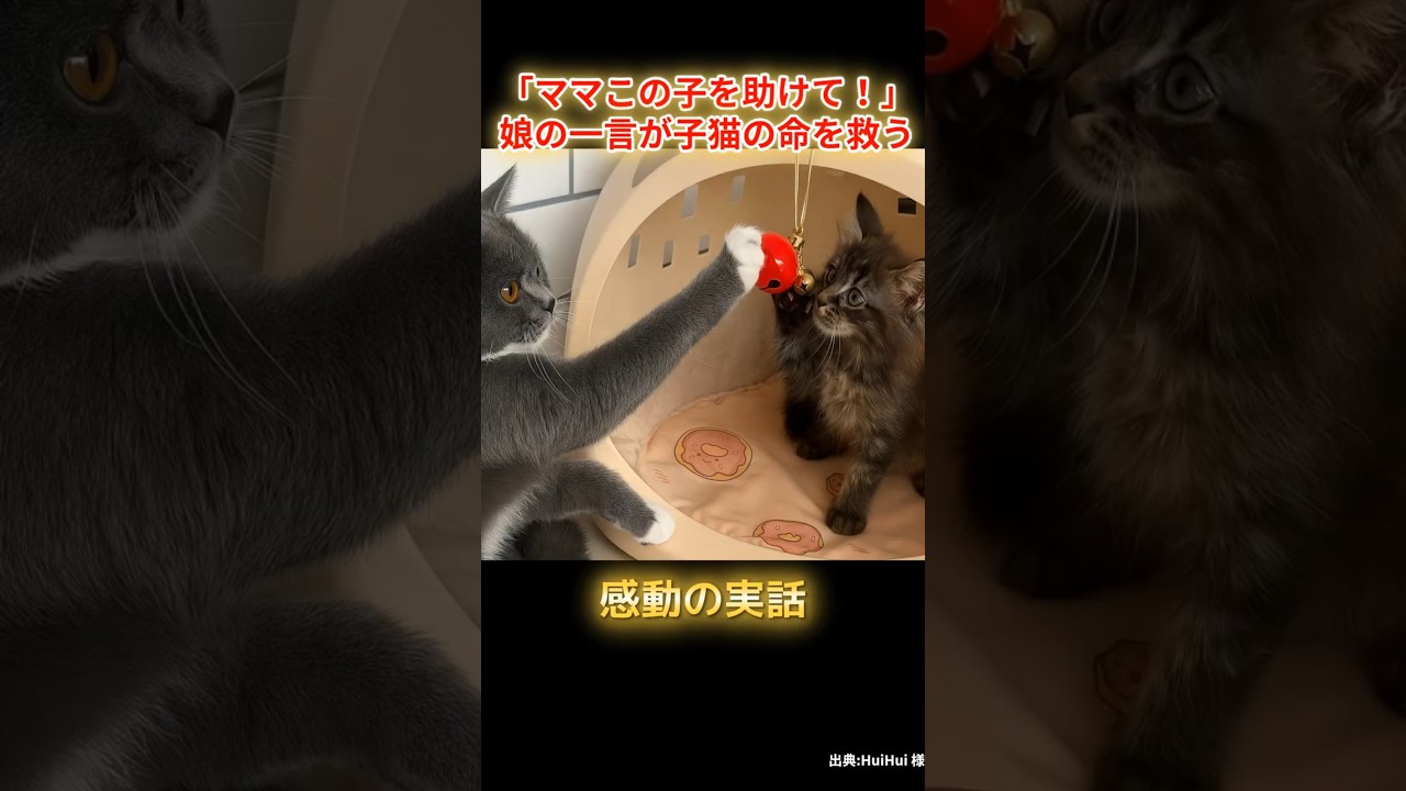 「ママこの子を助けて！」娘の一言が子猫の命を救う！ #子猫 #保護猫 #動物の感動物語 #優しい世界 #猫好きさんと繋がりたい