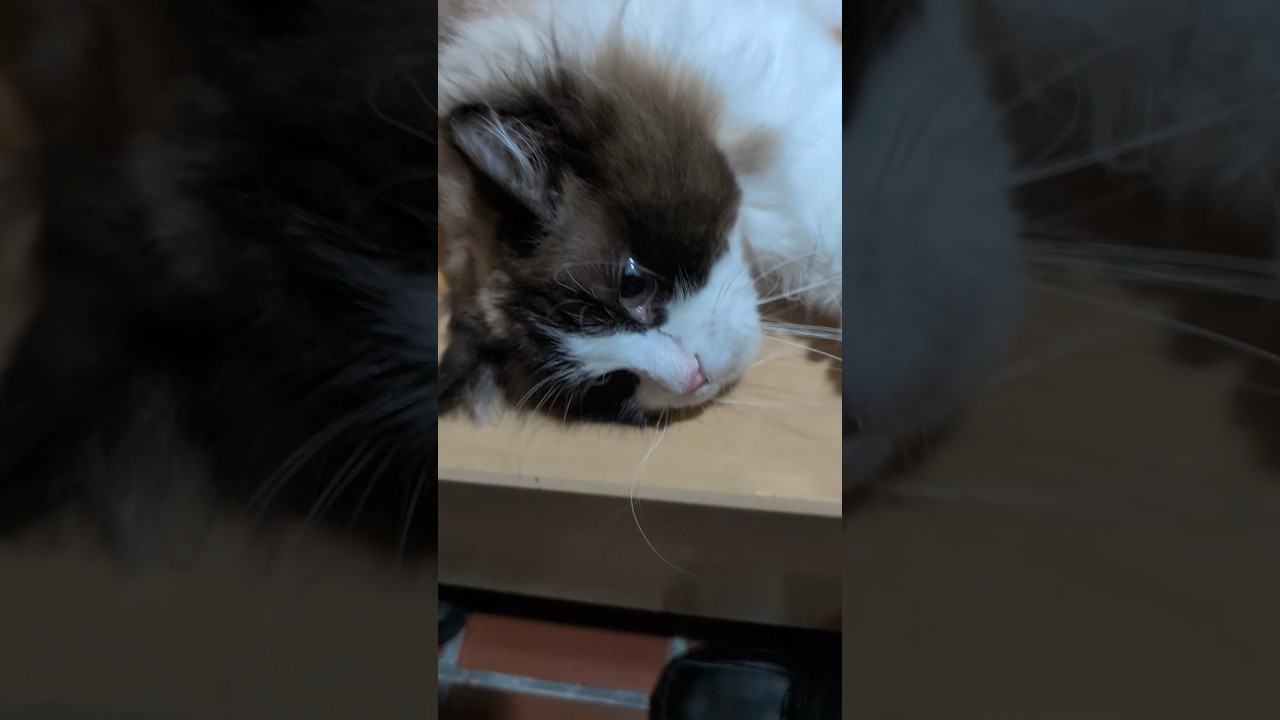 お友達家の猫　レオくん　ごろにゃん#cat #ラグドール男の子 #ラグドール #猫のいる暮らし