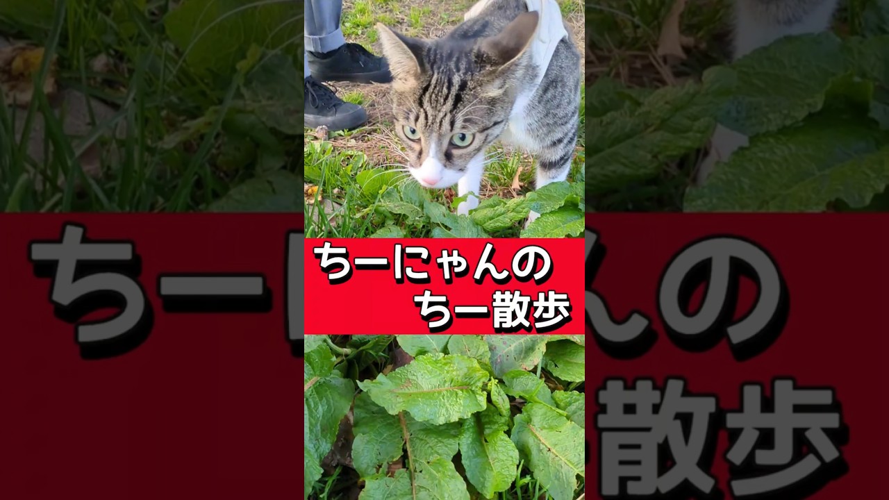 ちーにゃんのちー散歩😺#猫 #猫のいる生活 #猫好きさんと繋がりたい #保護猫 #散歩