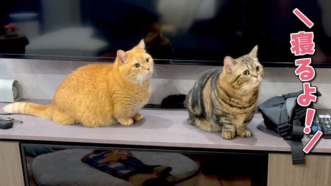 「寝るよ」というと寝室についてくる猫たちが可愛すぎました！