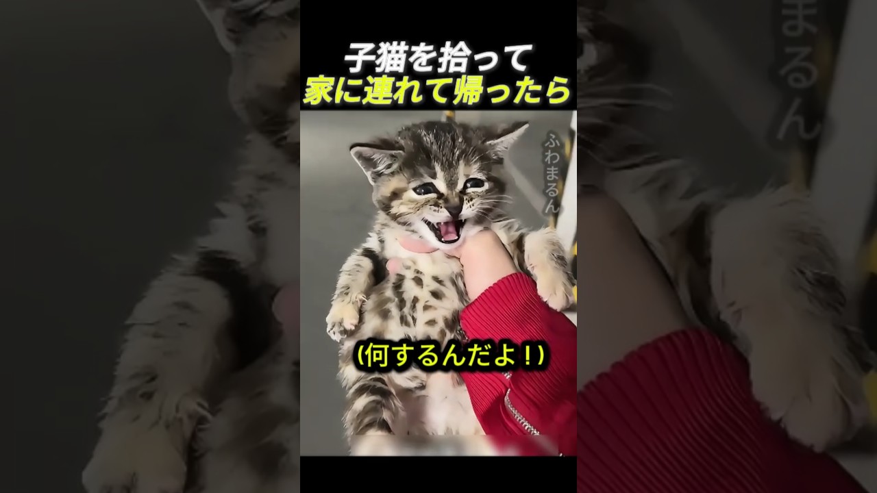 子猫を拾って家に連れて帰ったら       #猫 #動物 #子猫 #かわいい猫 #野良猫 #保護猫