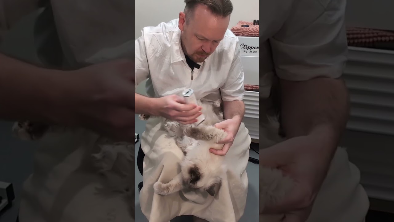 Evie Enjoys Her Day Spa #cat #catgrooming #viralvideo #shorts