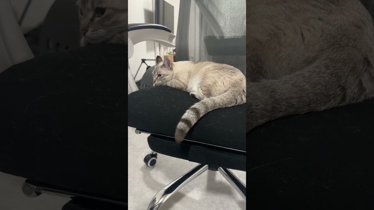 ソファーにしっぽぺしぺし！　#シャムトラ #元保護猫 #シャムミックス  #cat #猫耳 #kitten  #猫耳 #siamesemix