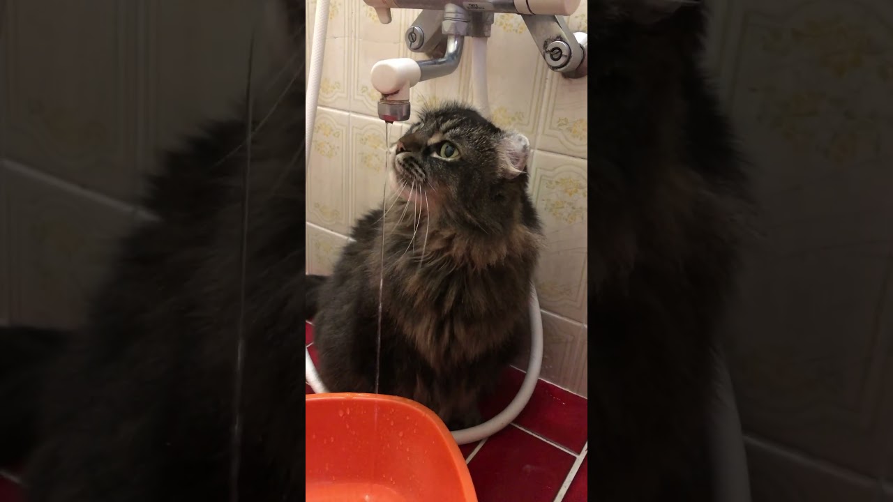 アメリカンカールAmericanCurl #猫のいる暮らし 水飲み上手 長毛猫