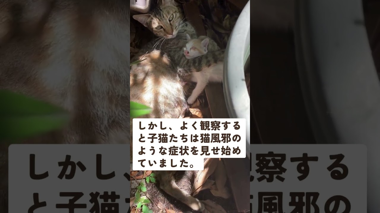 子猫と母猫が庭に現れたときのお話② #cat #猫のいる暮らし #ねこ #猫動画 #猫 #猫のいる生活 #保護猫 #猫好きさんと繋がりたい