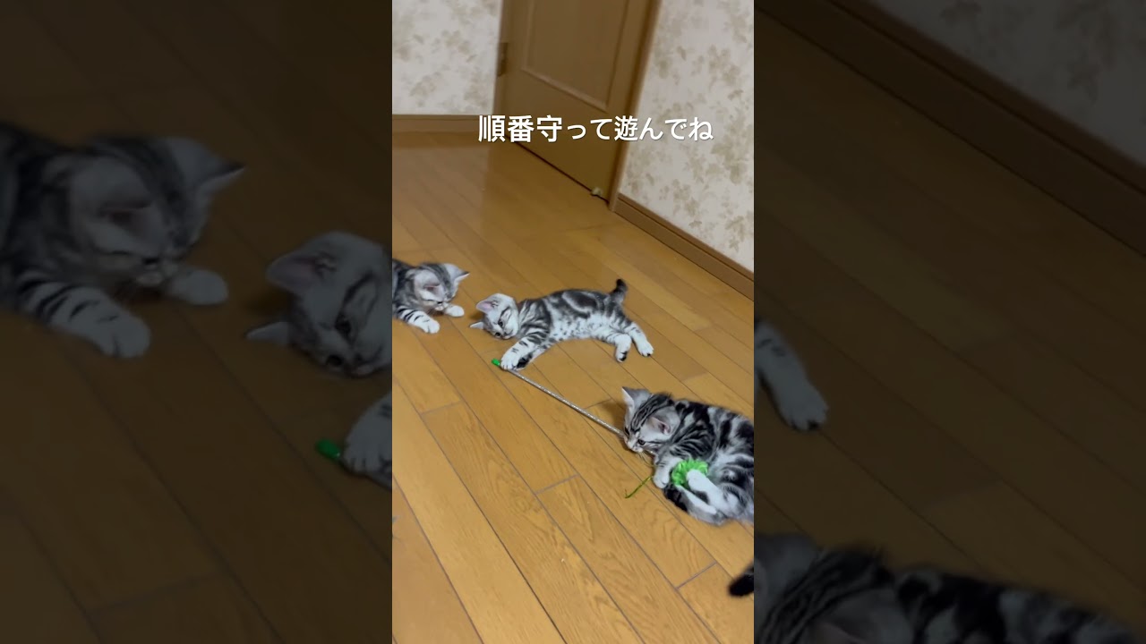 生後55日目。子猫のおもちゃ遊びはすぐに飽きちゃうね#アメショ#アメリカンショートヘア#子猫#猫の日常#cat#cats