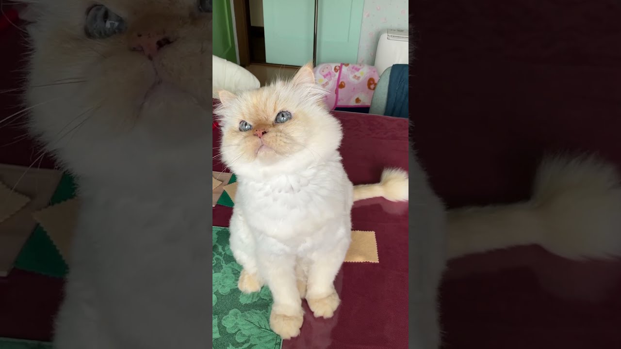 ♥チーノの日常【😺まだまだイケてる！72歳…】ホワイトヒマラヤン14歳（約72歳）　#shorts　#cat　#pets　猫好き　癒し