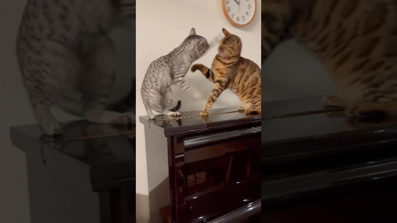 恒例の仲良し喧嘩　猫プロレス🤣#癒し動画 #cat #cute #ocicat #bengalcat #ベンガル#猫のいる生活 #仲良し猫