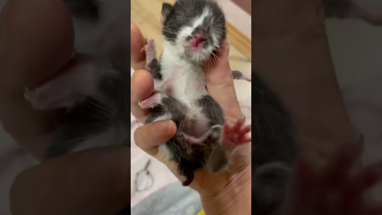 衰弱している生後３日目？の子猫を保護しました。