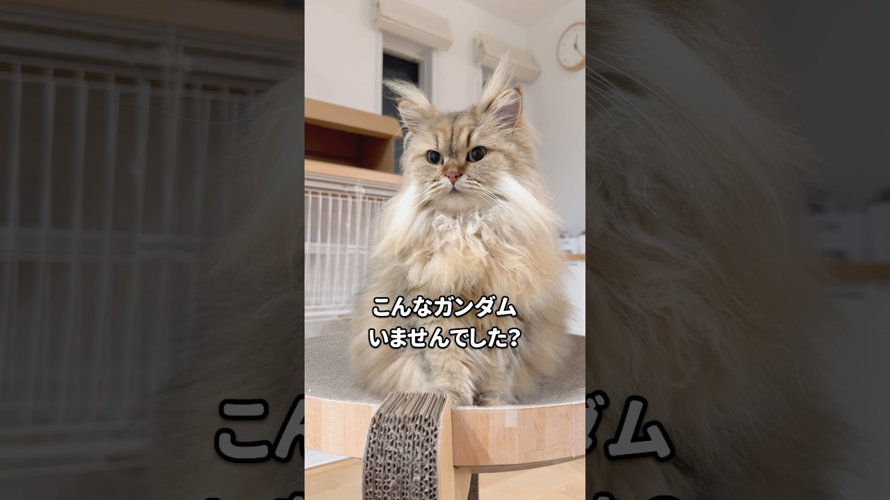 ガンダムみたいな猫 【サイベリアン】 #Shorts