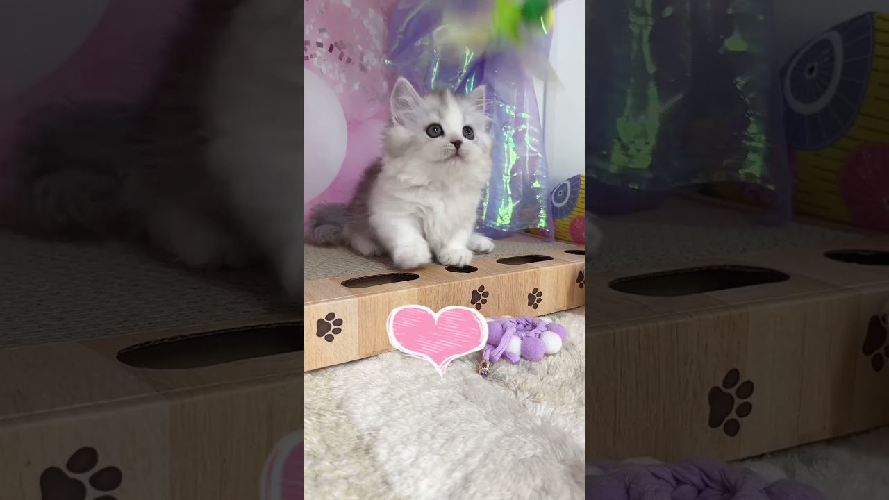 【ご家族様募集中】極短足マンチカン男の子♡ #cat #かわいい子猫 #kitten #子猫 #cute #子猫ブリーダー #短足マンチカン #短足ミヌエット