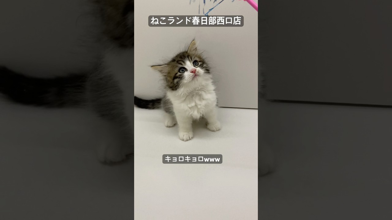 【子猫販売】#サイベリアン #ハチワレ #子猫  #ねこランド #春日部