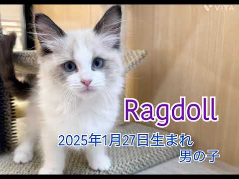【マルワン横浜 港北NT店】青い瞳のイケにゃんラグドールくんが新しく仲間入り♪