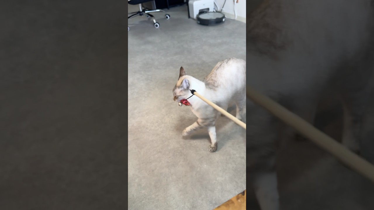 見事な持ち逃げ犯にゃん！　#シャムトラ #元保護猫 #シャムミックス  #cat #猫耳 #kitten  #猫耳 #siamesemix