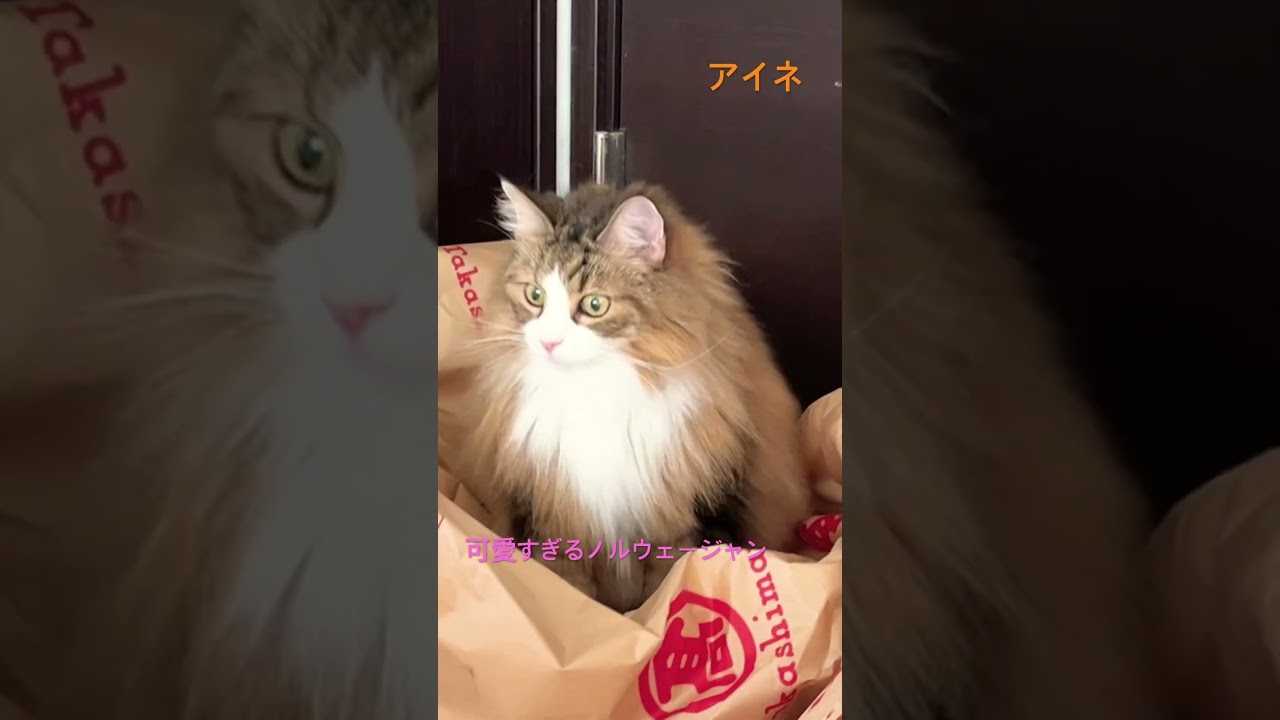 可愛すぎるノルウェージャン#shorts #cat #猫のいる暮らし #ノルウェージャンフォレストキャット #猫 #pets
