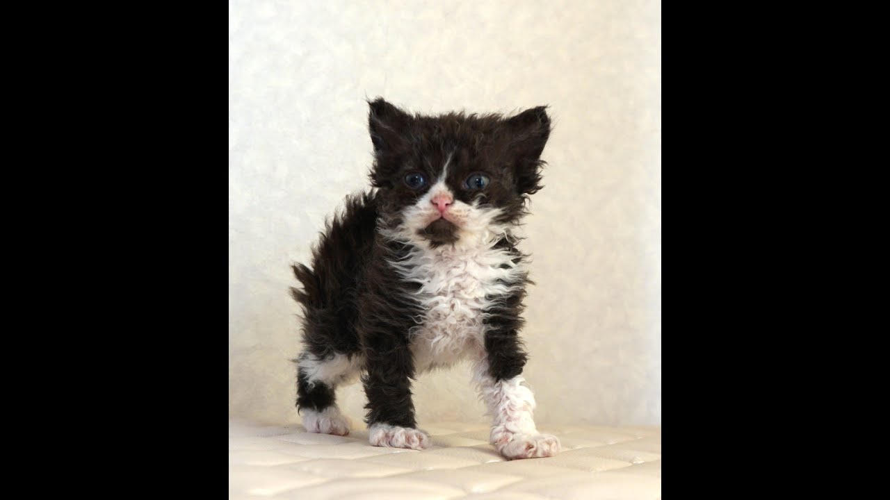 セルカークレックス子猫　Selkirk Rex　2025.4.12産まれ　ブラック＆ホワイト　巻き毛　女の子　シーダキャット猫のお店