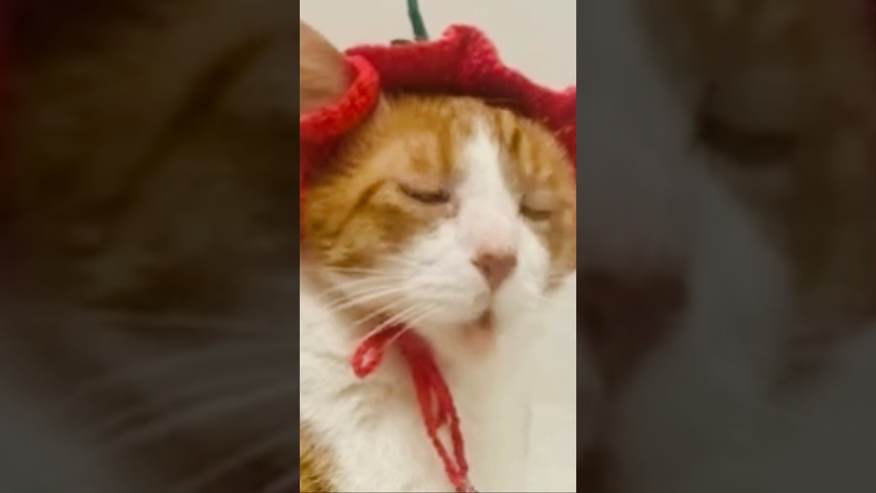 なっとうのうた #おかあさんといっしょ #shorts #猫のいる暮らし