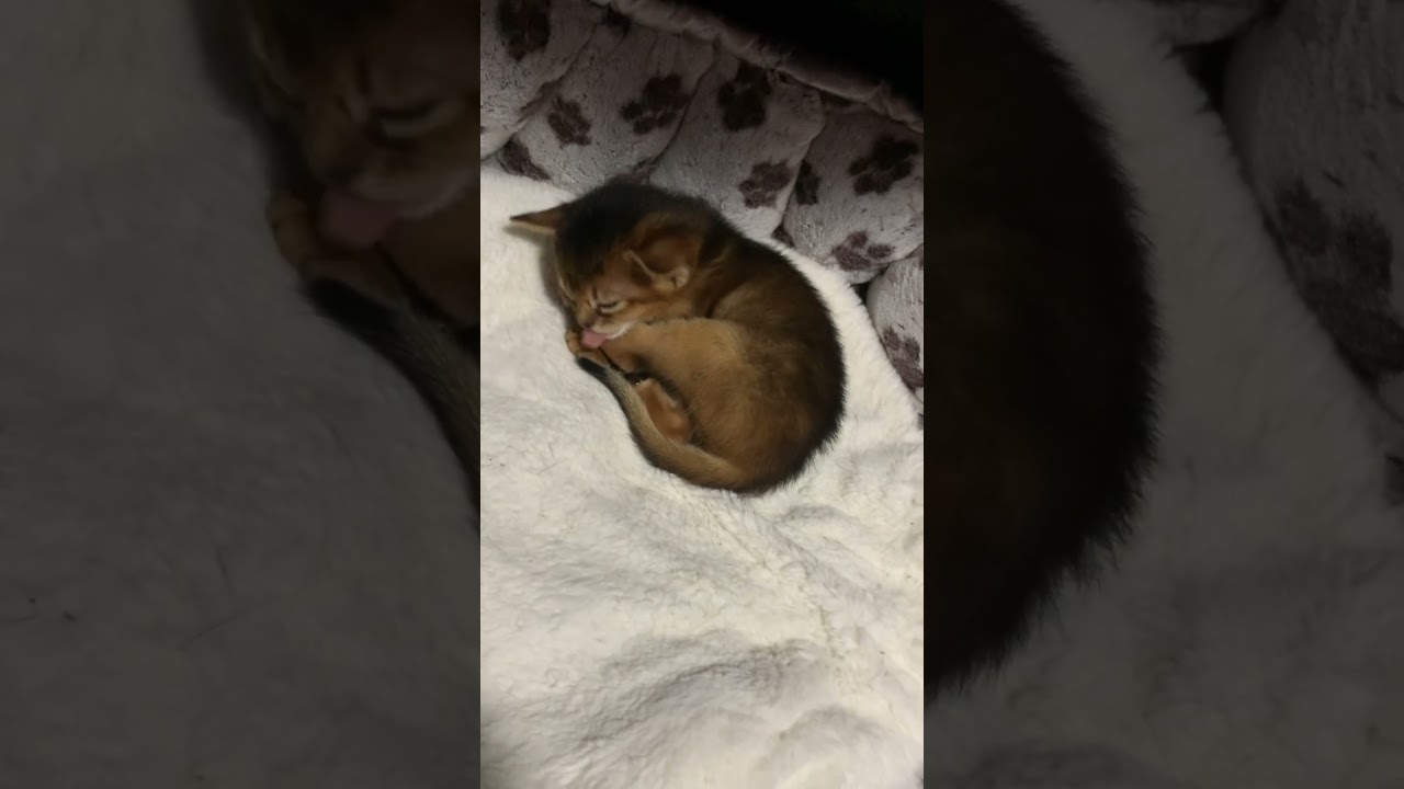 アビシニアンの赤ちゃん