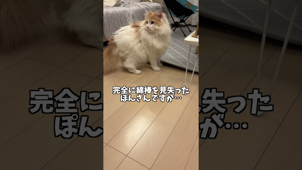 オモチャがなくなっても全く気にしない猫 #shorts